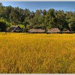 rice fields