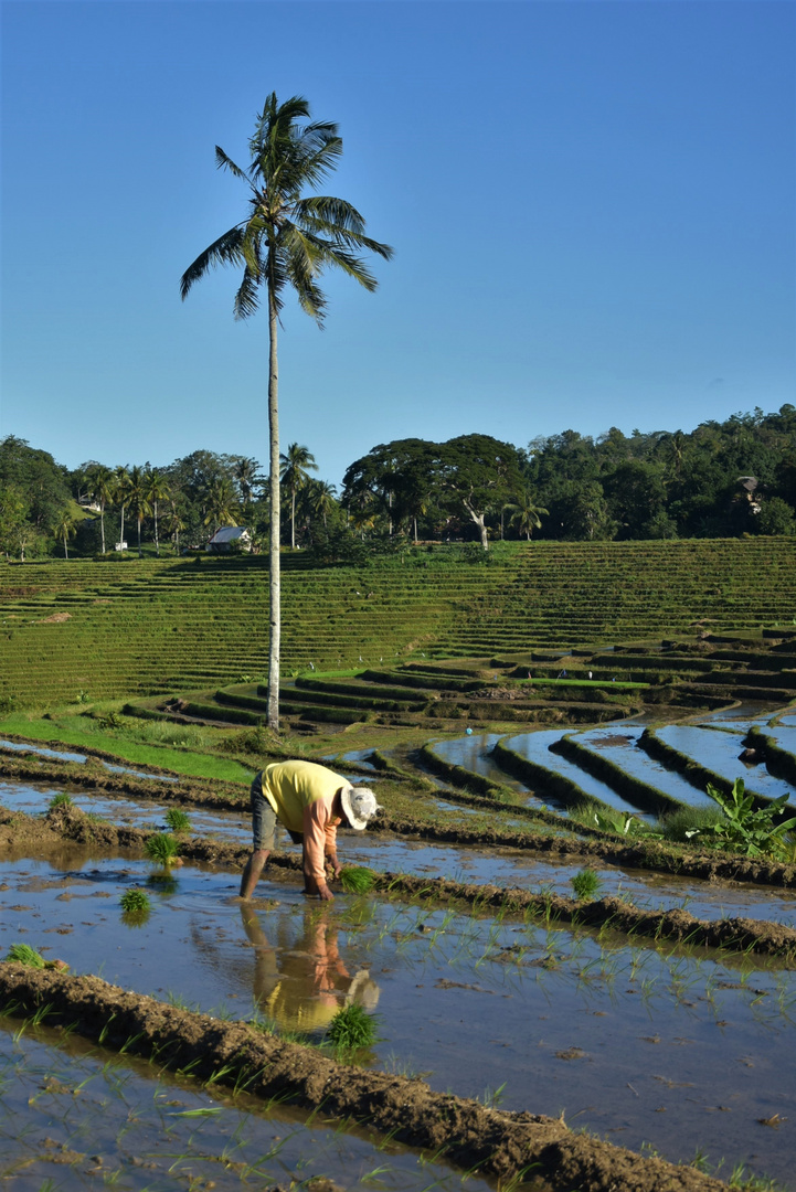 Rice fields