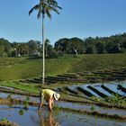 Rice fields