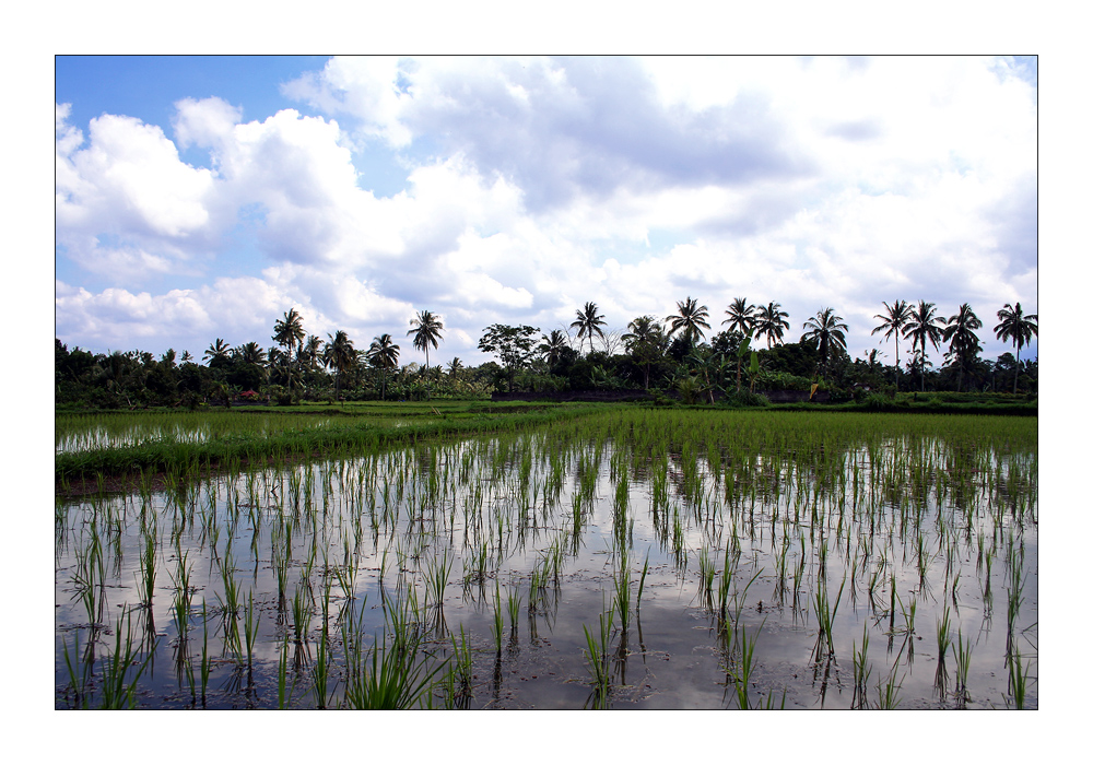 Rice Fields