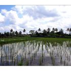 Rice Fields