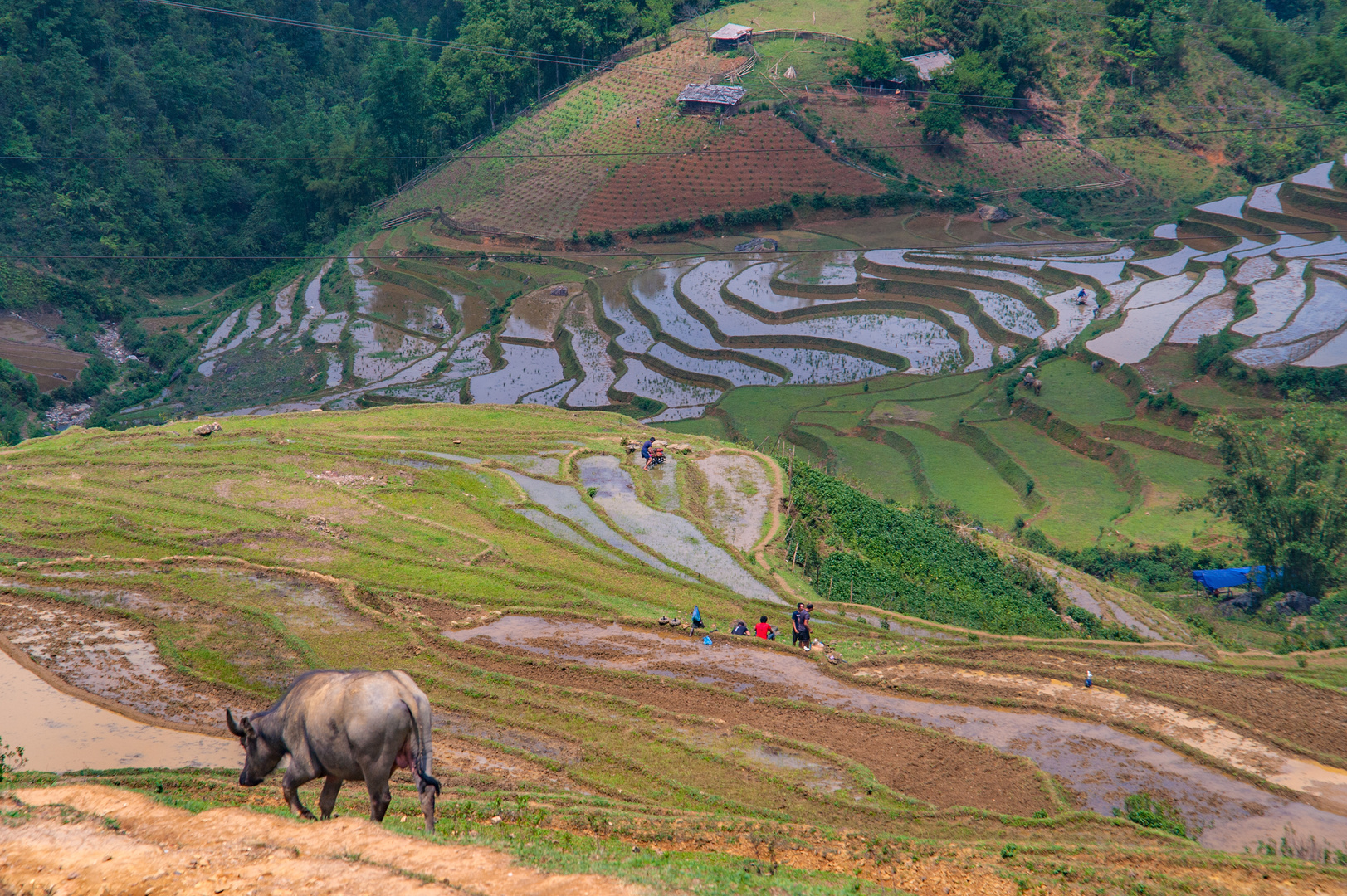 Rice fields along the trekking path