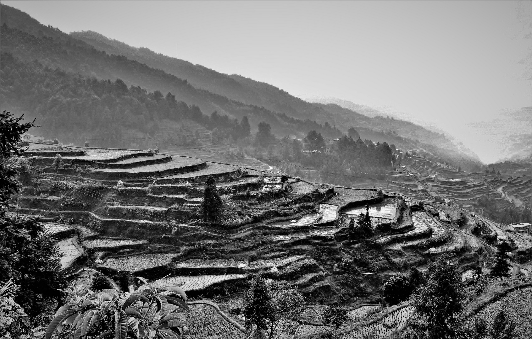 Rice fields