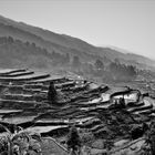 Rice fields