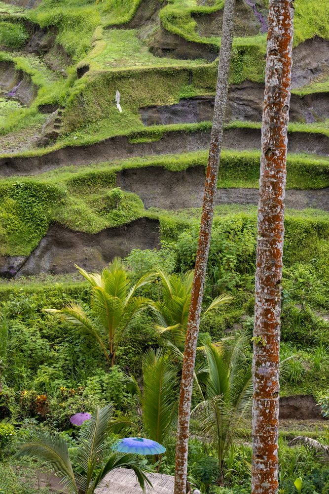 Rice Fields