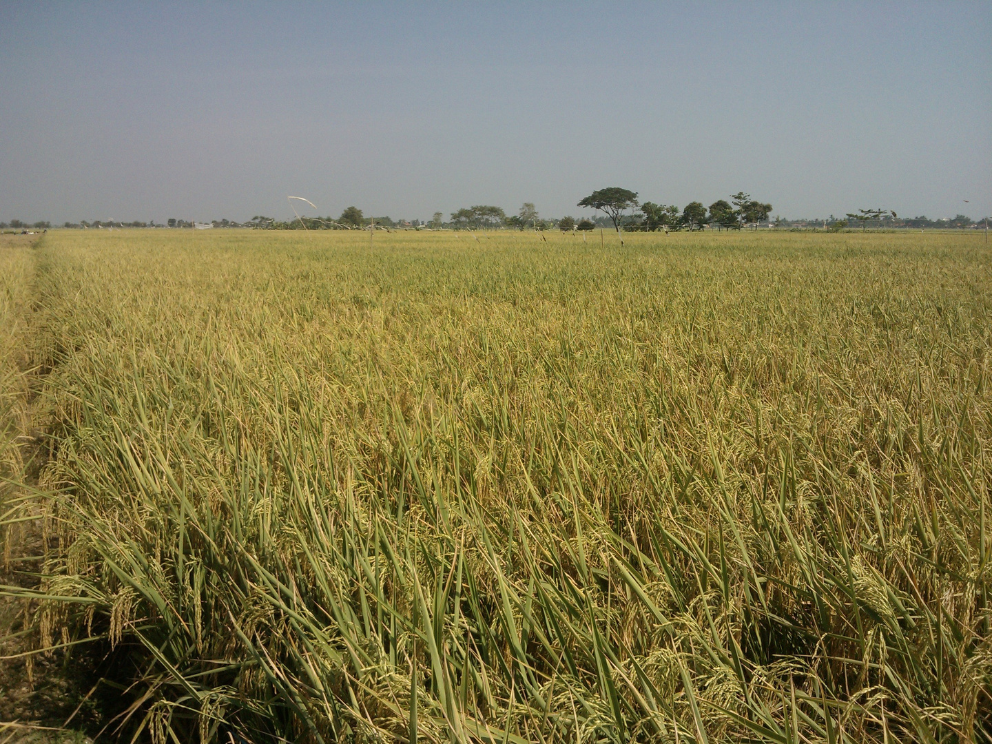 Rice Fields