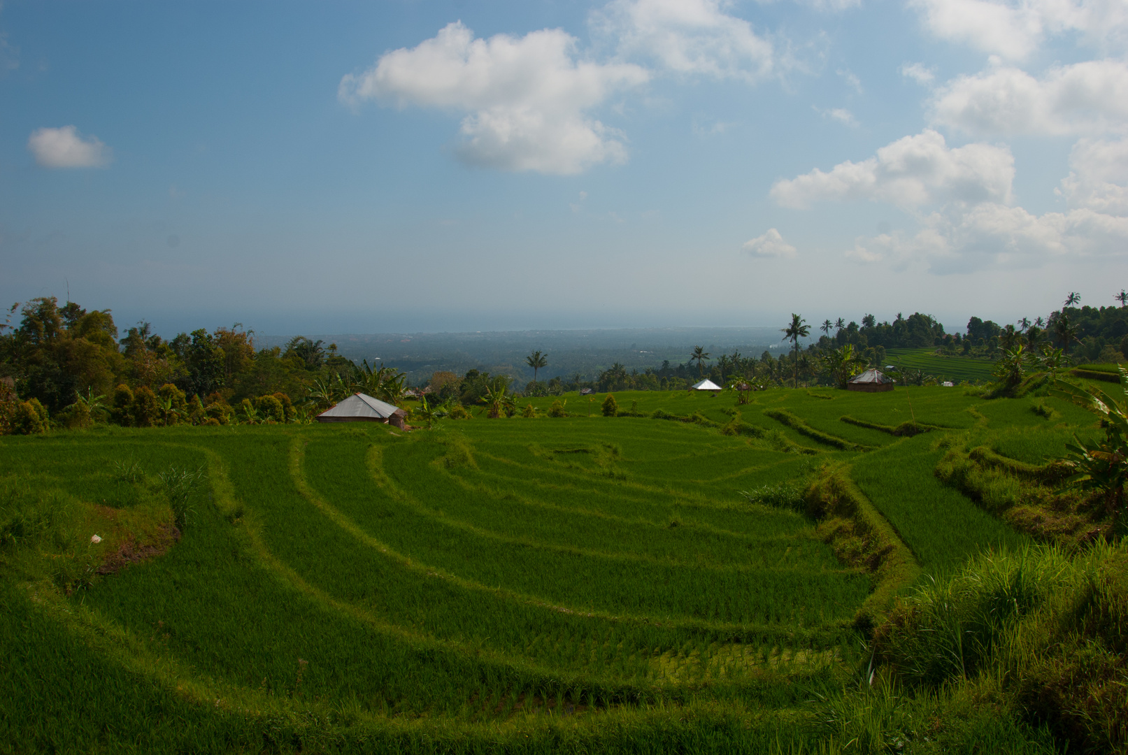 rice fields