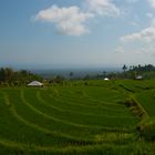 rice fields