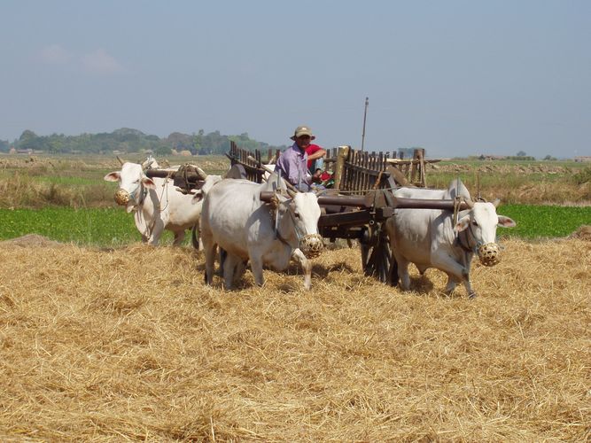 Rice Fields