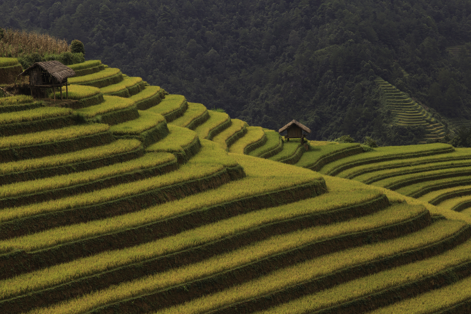 Rice fields