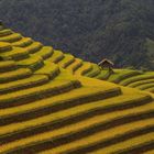 Rice fields