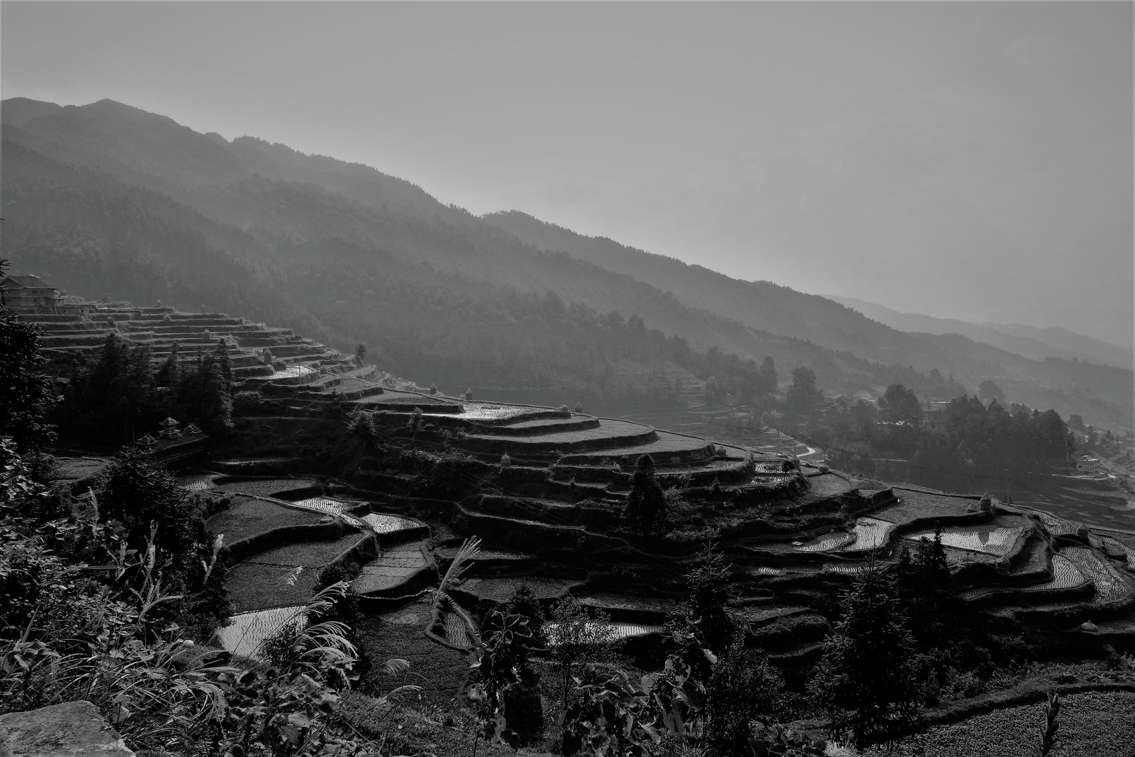 Rice fields