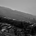 Rice fields