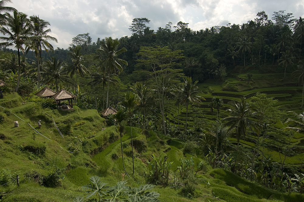 Rice fields