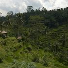 Rice fields