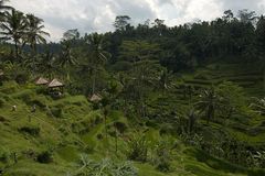 Rice fields