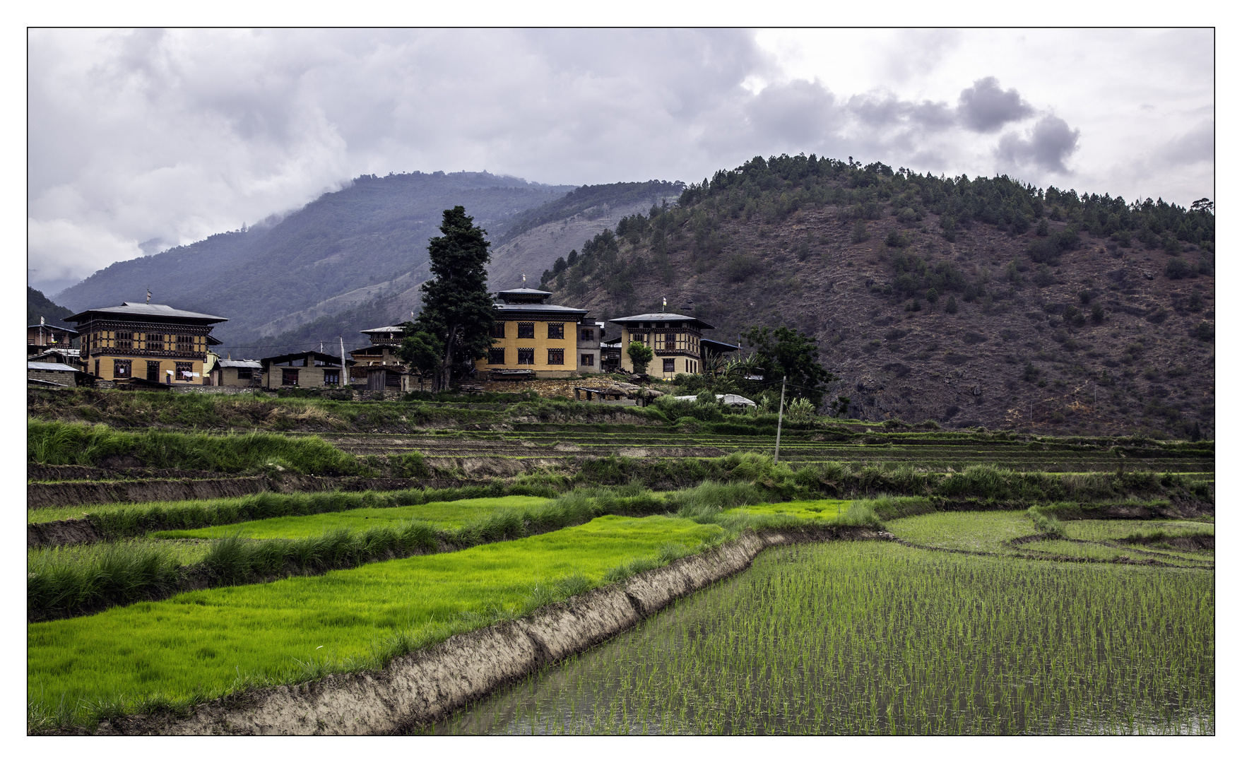 Rice fields in the Countryside