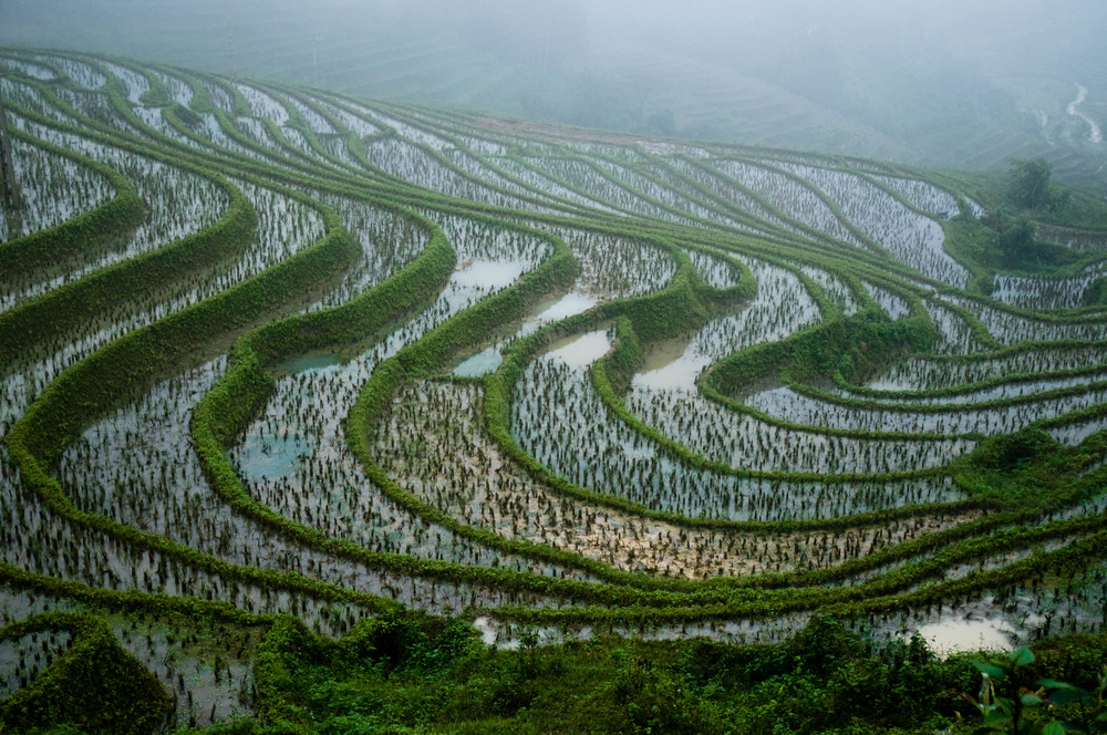 Rice fields in Vietnam