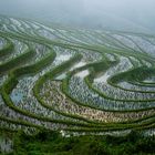 Rice fields in Vietnam