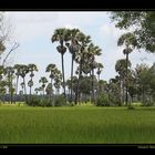 Rice Fields near Siem Reap / KH