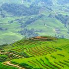 Rice-fields over the mountains