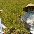 rice harvest