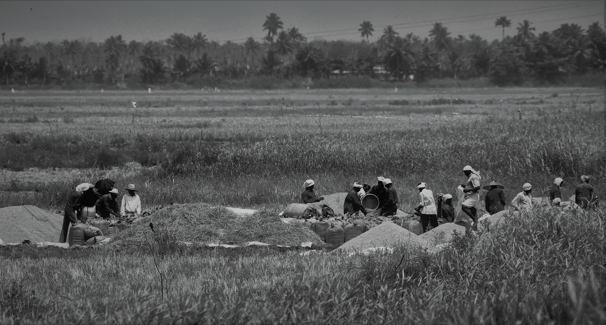 Rice harvest