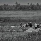 Rice harvest