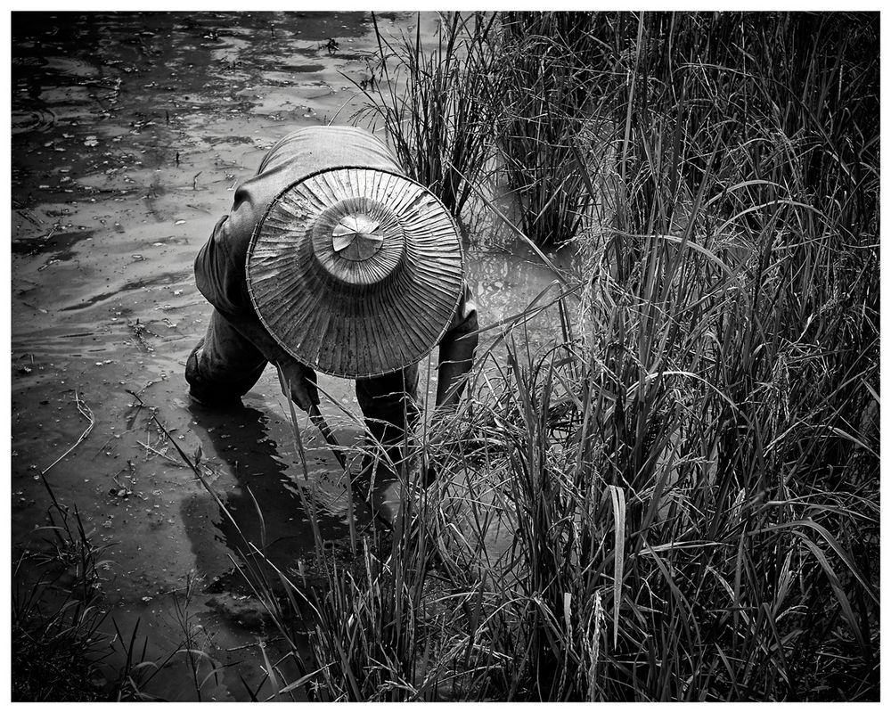 rice harvest - no1