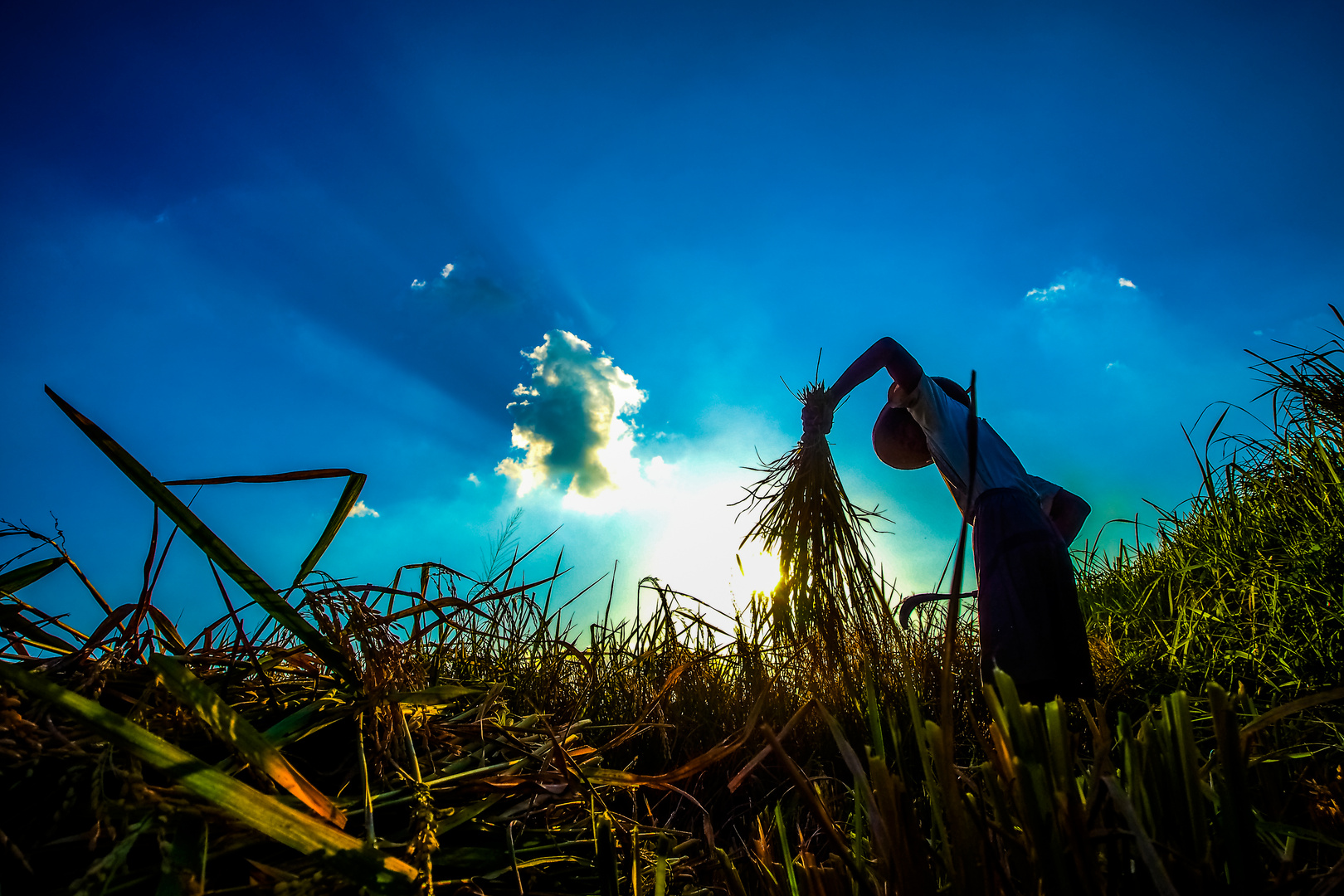 rice harvester