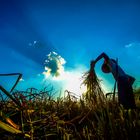 rice harvester