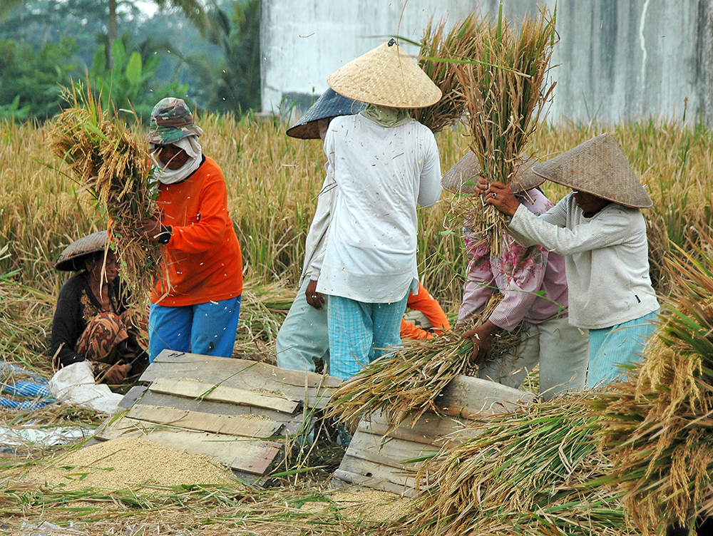 Rice harvesting