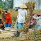 Rice harvesting