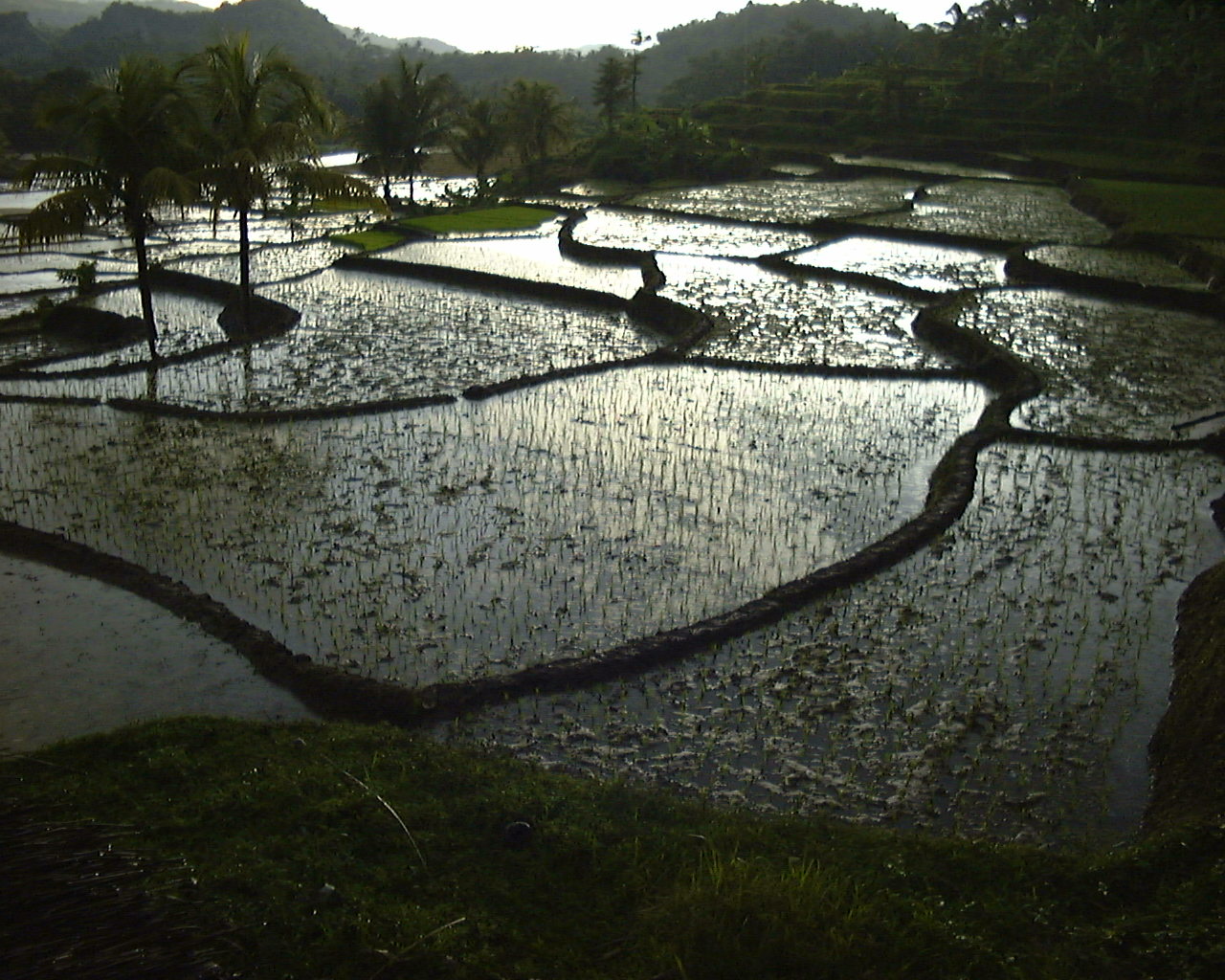 Rice paddi