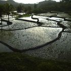 Rice paddi