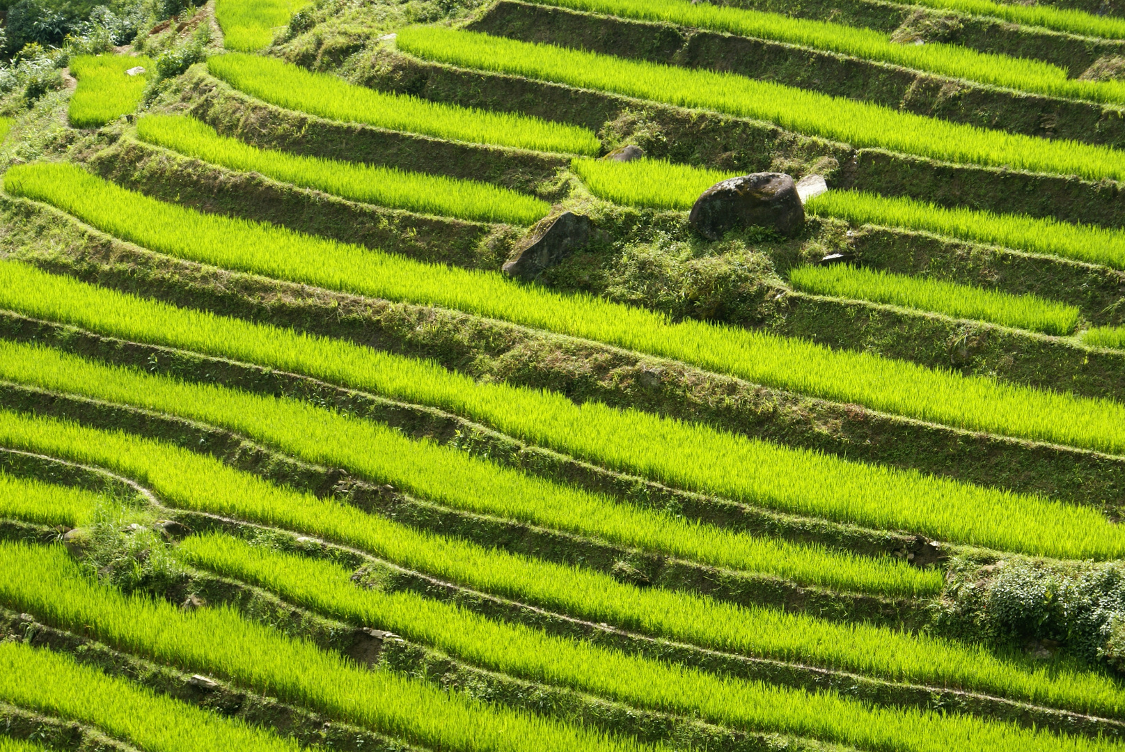 Rice paddies