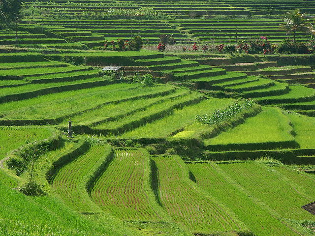 Rice Paddies