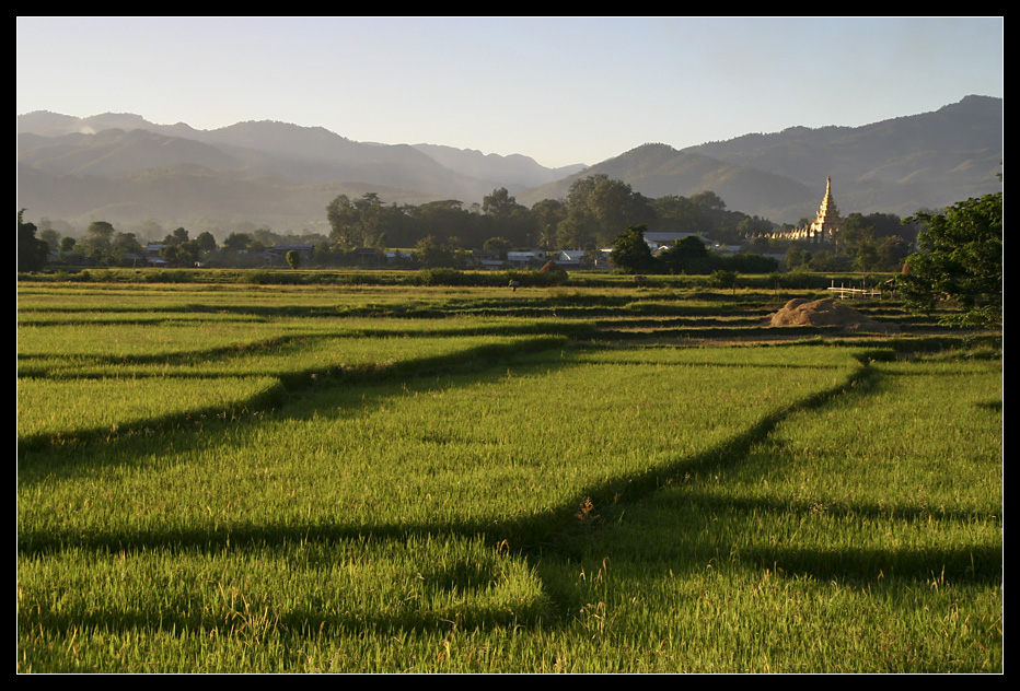 ... Rice paddies near Hsipaw ...