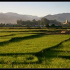 ... Rice paddies near Hsipaw ...