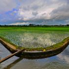 Rice paddies near Lodtunduh