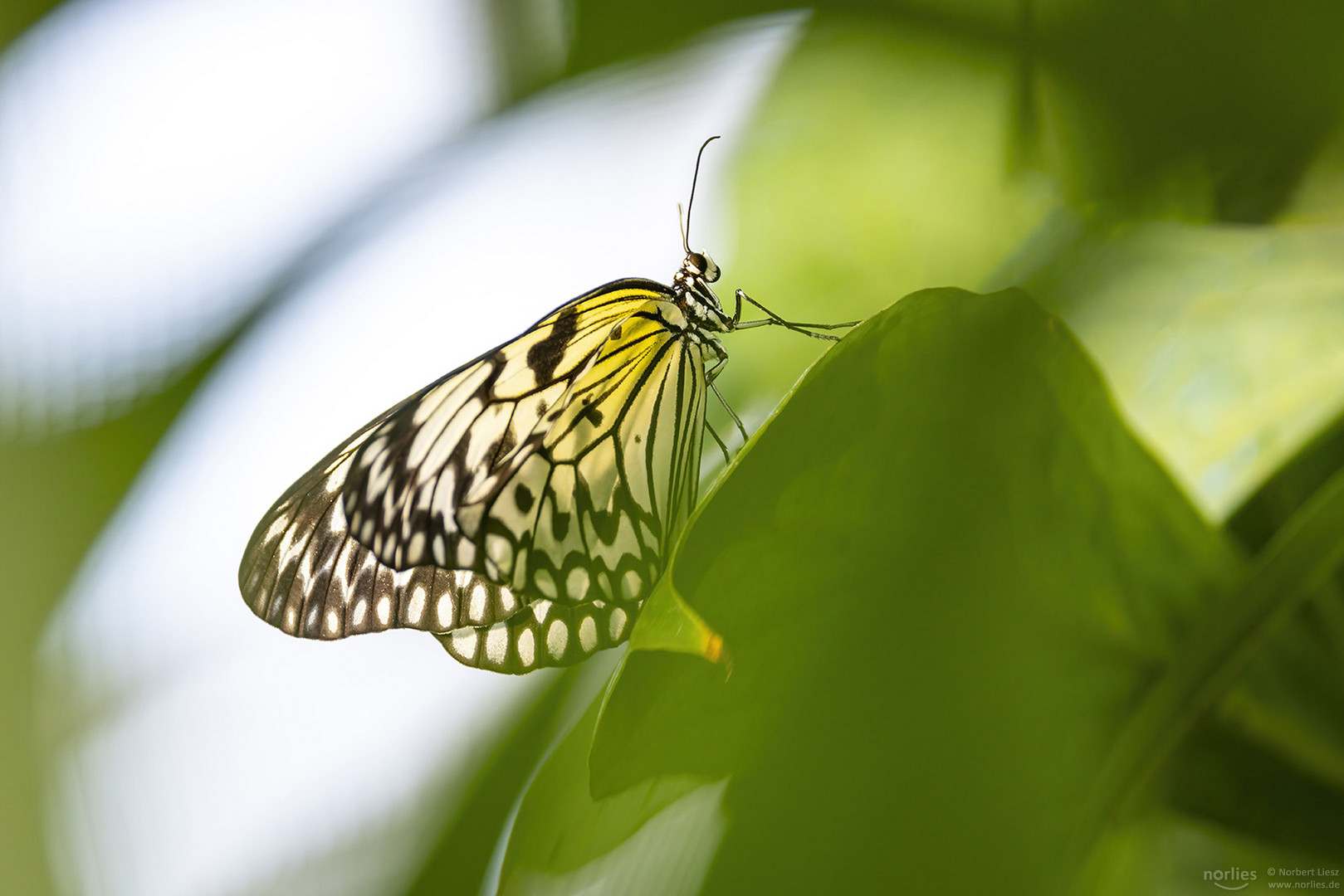 rice paper butterfly