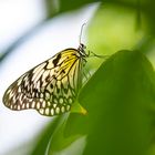 rice paper butterfly