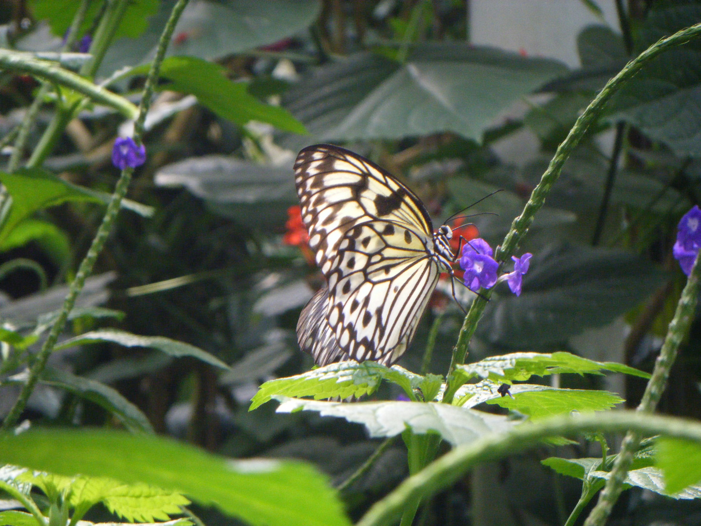 Rice Paper Butterfly_NOTL