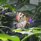 Rice Paper Butterfly_NOTL