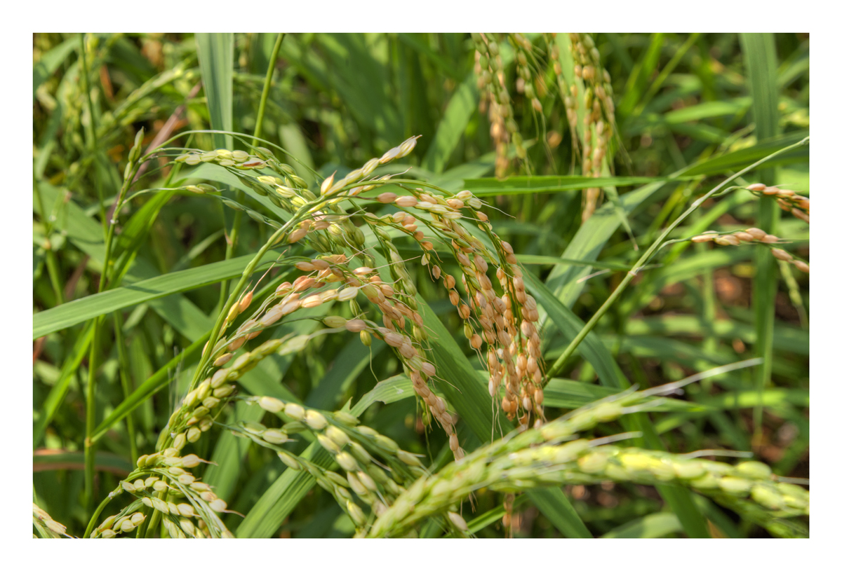 Rice Plant