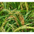 Rice Plant