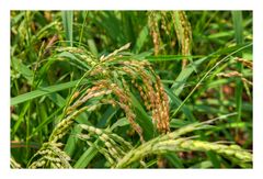 Rice Plant