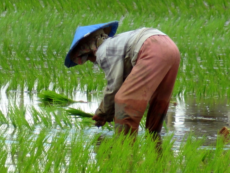 Rice planting...