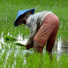 Rice planting...