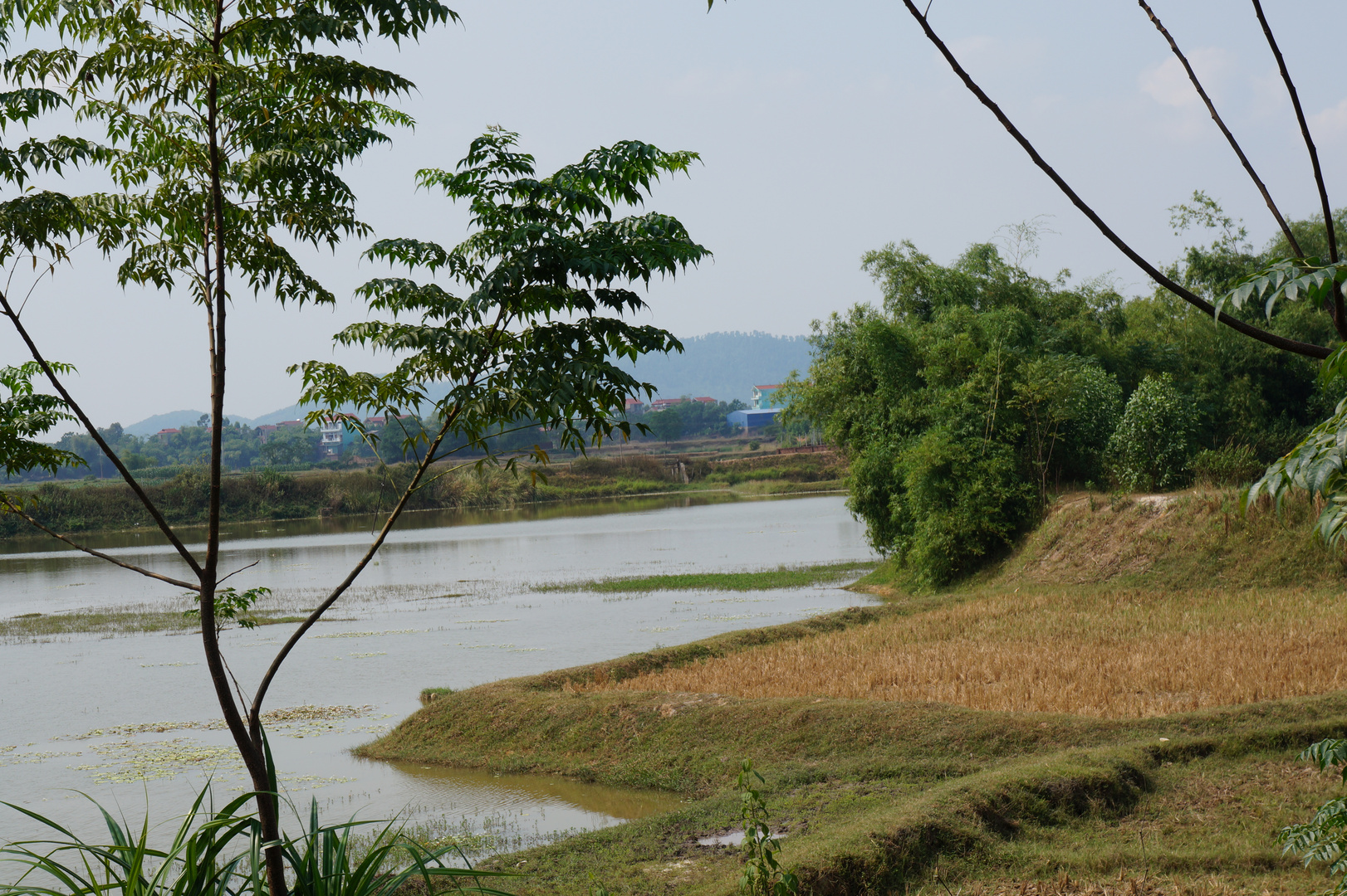 Rice stubble, water and bamboo trees.